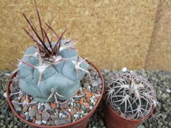 Thelocactus hexaedrophorus MH 133 La Perdida pot 10 cm - 12401156