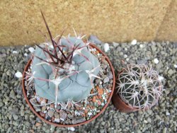 Thelocactus hexaedrophorus MH 133 La Perdida pot 10 cm - 12401157