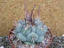 Thelocactus hexaedrophorus MH 133 La Perdida pot 10 cm - 12401158