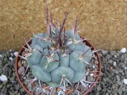 Thelocactus hexaedrophorus MH 133 La Perdida pot 10 cm - 12401160