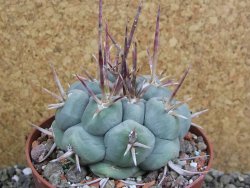 Thelocactus hexaedrophorus MH 133 La Perdida pot 10 cm - 12401161