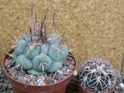 Thelocactus hexaedrophorus MH 133 La Perdida pot 10 cm - 12401162