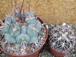 Thelocactus hexaedrophorus MH 133 La Perdida pot 10 cm - 12401163