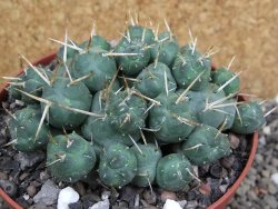 Tephrocactus rossianus XL, pot 11 cm - 12401165