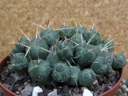 Tephrocactus rossianus XL, pot 11 cm - 12401166