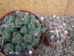 Tephrocactus rossianus XL, pot 11 cm - 12401167