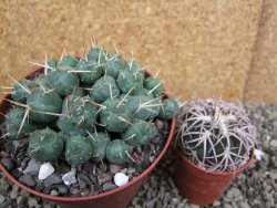 Tephrocactus rossianus XL, pot 11 cm - 12401168