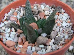 Ariocarpus scapharostrus pot 5,5 cm - 12401169