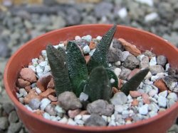 Ariocarpus scapharostrus pot 5,5 cm - 12401170