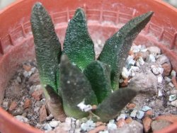 Ariocarpus scapharostrus pot 5,5 cm - 12401171