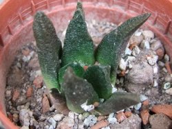 Ariocarpus scapharostrus pot 5,5 cm