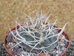 Gymnocalycium cardenasianum JO 604 pot 10 cm - 12401174