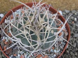 Gymnocalycium cardenasianum JO 604 pot 10 cm - 12401175