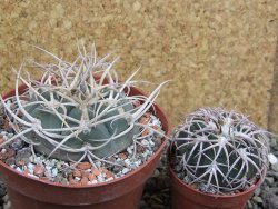 Gymnocalycium cardenasianum JO 604 pot 10 cm - 12401176