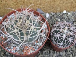 Gymnocalycium cardenasianum JO 604 pot 10 cm - 12401177