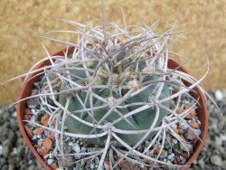 Gymnocalycium cardenasianum JO 604 pot 10 cm