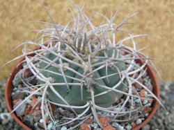 Gymnocalycium cardenasianum JO 604 pot 10 cm - 12401179