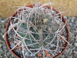 Gymnocalycium cardenasianum JO 604 pot 10 cm - 12401180