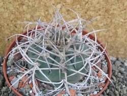 Gymnocalycium cardenasianum JO 604 pot 10 cm - 12401181