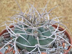 Gymnocalycium cardenasianum JO 604 pot 10 cm - 12401182