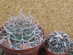 Gymnocalycium cardenasianum JO 604 pot 10 cm - 12401183