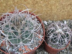 Gymnocalycium cardenasianum JO 604 pot 10 cm - 12401184