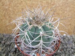 Gymnocalycium cardenasianum JO 193 pot 10 cm - 12401185