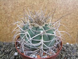 Gymnocalycium cardenasianum JO 193 pot 10 cm