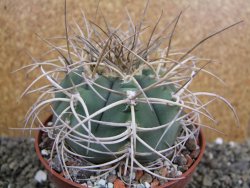 Gymnocalycium cardenasianum JO 193 pot 10 cm - 12401187