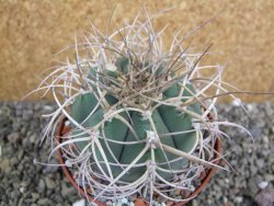 Gymnocalycium cardenasianum JO 193 pot 10 cm - 12401188