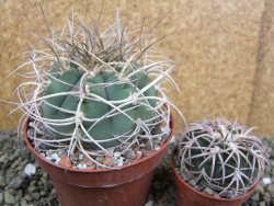 Gymnocalycium cardenasianum JO 193 pot 10 cm - 12401189