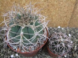 Gymnocalycium cardenasianum JO 193 pot 10 cm - 12401190