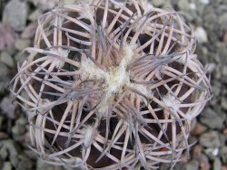 Gymnocalycium spegazzinii punillaense Tom 06-81/1 El Obelisco, pot 5,5 cm - 12401191