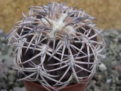 Gymnocalycium spegazzinii punillaense Tom 06-81/1 El Obelisco, pot 5,5 cm - 12401193