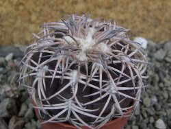 Gymnocalycium spegazzinii punillaense Tom 06-81/1 El Obelisco, pot 5,5 cm - 12401194