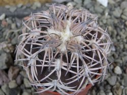 Gymnocalycium spegazzinii punillaense Tom 06-81/1 El Obelisco, pot 5,5 cm - 12401195