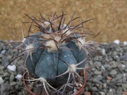 Echinocactus horizonthalonius, pot 5,5 cm - 12401197