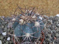 Echinocactus horizonthalonius, pot 5,5 cm - 12401198