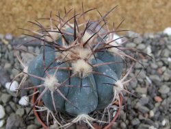 Echinocactus horizonthalonius, pot 5,5 cm - 12401199