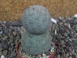 Tephrocactus geometricus pot 5,5 cm - 12401200