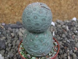 Tephrocactus geometricus pot 5,5 cm - 12401202