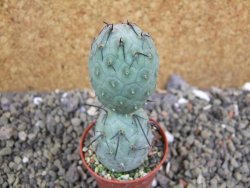 Tephrocactus geometricus pot 5,5 cm - 12401204