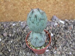 Tephrocactus geometricus pot 5,5 cm - 12401205