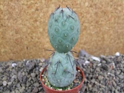 Tephrocactus geometricus pot 5,5 cm - 12401206