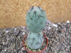 Tephrocactus geometricus pot 5,5 cm - 12401207