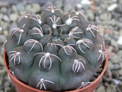 Gymnocalycium robustum LF 80 Quillino Cordoba pot 5,5 cm - 12401208