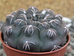 Gymnocalycium robustum LF 80 Quillino Cordoba pot 5,5 cm - 12401209