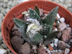 Ariocarpus bravoanus El Ňuňez pot 5,5 cm