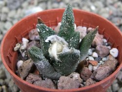 Ariocarpus bravoanus El Ňuňez pot 5,5 cm - 12401212