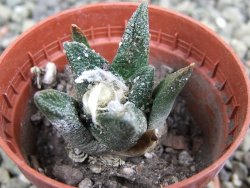 Ariocarpus bravoanus El Ňuňez pot 5,5 cm - 12401213